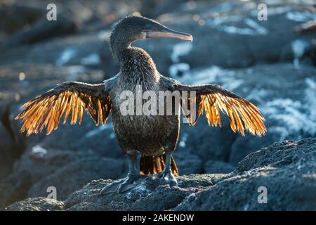 Flugunfähigen Kormoran (Phalacrocorax harrisi), Punta Espinosa, Fernandina Insel, Galapagos Stockfoto