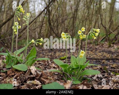 Oxlips (Primula eliator) Blüte im niederwald Woodland, einem seltenen und wichtigen alten Wald Leitarten, Suffolk, England, UK, April Stockfoto