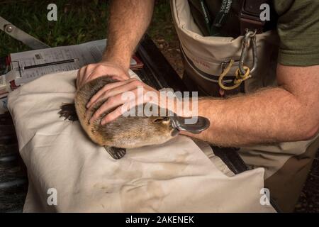 Schnabeltier Forscher halten ein Schnabeltier (Ornithorhynchus anatinus), die als Teil einer Melbourne Water Studie der lokalen Bevölkerung zu überwachen gefangengenommen wurde. Chum Creek, Healsville, Victoria, Australien. Mai, 2017. Model Released. Stockfoto