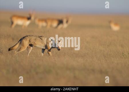 Grauer Wolf (Canis lupus) mit Saiga-antilope (Saiga tatarica) im Hintergrund, Astrachan Steppe, im südlichen Russland. Stockfoto