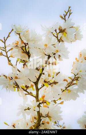 Blühende weiße Blumen Mandel magnolia tree branch, Frühling Hintergrund Stockfoto