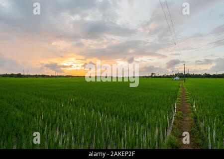 Sonnenaufgang über Reisfelder an bewölkten Tag in Südindien Stockfoto