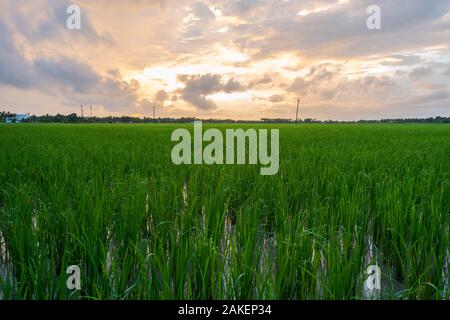 Sonnenaufgang über Reisfelder an bewölkten Tag in Südindien Stockfoto