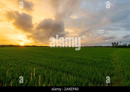 Sonnenaufgang über Reisfelder an bewölkten Tag in Südindien Stockfoto