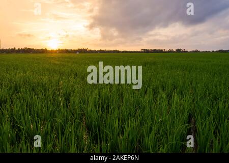 Sonnenaufgang über Reisfelder an bewölkten Tag in Südindien Stockfoto