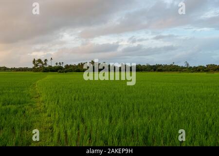 Sonnenaufgang über Reisfelder an bewölkten Tag in Südindien Stockfoto