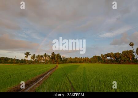 Regenbogen bei Sonnenaufgang über Reisfeld an bewölkten Tag in Südindien Stockfoto