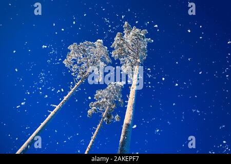 Drei große gefrorene Pinien im Schnee auf den blauen Himmel als Hintergrund im frostigen sonnigen Tag. Farbe des Jahres. Stockfoto