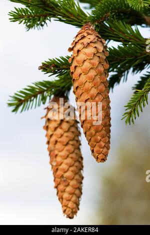 Natürliche Kegel auf wachsende Tanne. Stockfoto