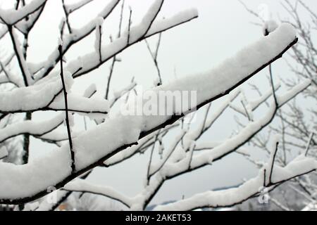 Schwere verschneite Zweige Stockfoto