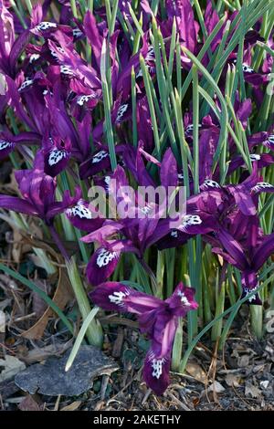 Pauline Zwerg Iris (Iris "Pauline"). Hybrid zwischen Iris reticulata und Iris histrioides. Stockfoto