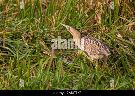 Natürliche große eurasische Rohrdommel (botaurus stellaris) zu Fuß in grün Schilfgras Stockfoto