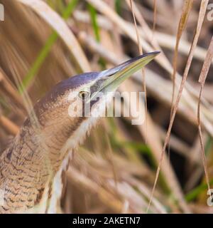 Close-up Natürliche eurasischen Rohrdommel (botaurus stellaris) im Schilf verborgen Stockfoto