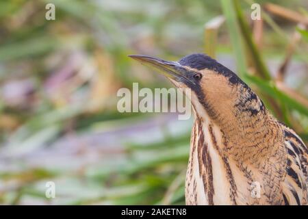 Portrait natürliche eurasischen Große Rohrdommel (botaurus stellaris) in Schilf Gras Stockfoto