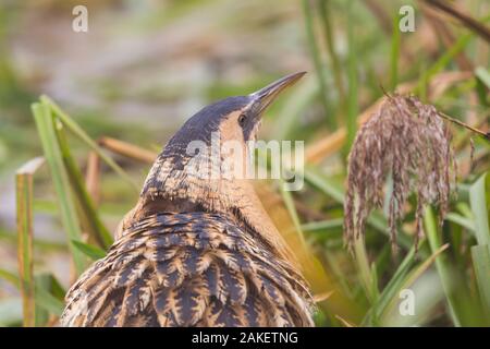 Ansicht schließen eurasischen Reiher Rohrdommel (botaurus stellaris) in Schilf Gras Stockfoto