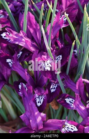 Pauline Zwerg Iris (Iris "Pauline"). Hybrid zwischen Iris reticulata und Iris histrioides. Stockfoto