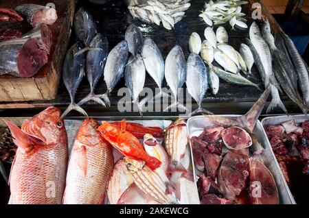 Frischer Fisch auf dem Markt in Hikkaduwa, Sri Lanka. Stockfoto