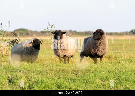 Deutschland, Hiddensee. 25 Aug, 2019. Schaf stehend in das grüne Gras auf der Insel Hiddensee: Stephan Schulz/dpa-Zentralbild/ZB/dpa/Alamy leben Nachrichten Stockfoto