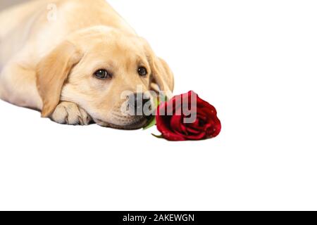 Süßer Hund hält eine rote Rose und erklärt seine Liebe jemand. Stockfoto