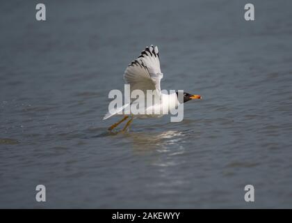 Gull Pallas (Larus ichthyaetus), im Flug, Juni, Donaudelta, Rumänien Stockfoto