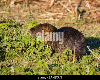 Nutrias oder Nutria (Myocastor nutria): Ein großes, Pflanzenfresser, semiaquatic Nagetier mit braunem Fell Fütterung in der Nähe eines Flusses in der Italienischen Tiefebene. Seine destructi Stockfoto