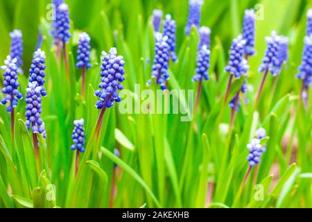 Traubenhyazinthen (Muscari Armeniacum) im Frühjahr Stockfoto