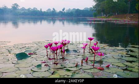 Wunderschöne Lotus Blume in den Teich in Angkor Wat, Siem Ream Kambodscha. Stockfoto