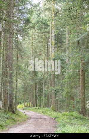 Schmutz weg Kurven unter grünen Tannen im Schwarzwald, in hellen Sommer Sonne Licht in der Nähe von Loßburg, Stuttgart, Baden Wuttenberg, Deutschland Stockfoto