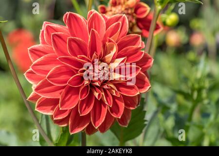 In der Nähe von 'mAxim' rot orange dekorative Dahlie blossomig Blüte, im Sommer Licht im städtischen Park Schuß an Stuttgart, Deutschland Stockfoto