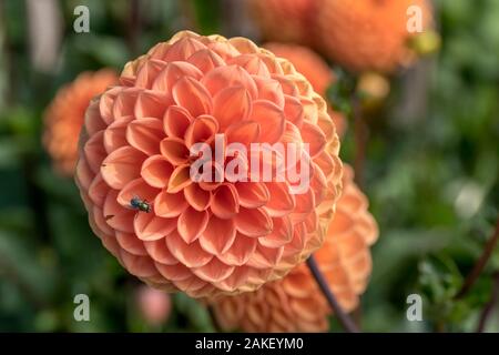 Nahaufnahme der ylvia' Orange pompon Dahlien blossomig Blüte, im Sommer Licht im städtischen Park Schuß an Stuttgart, Deutschland Stockfoto