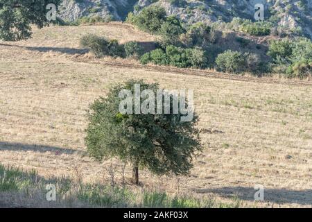 Landschaft des südlichen Apenninen mit einsamen Baum im stoppel Feld, in hellen Sommer Licht in der Nähe von Roccanova, Matera, Basilikata, Italien geschossen Stockfoto