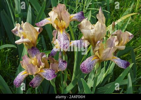 Süße bunte Schwertlilie (Iris variegata). Ungarische namens Iris auch. Stockfoto