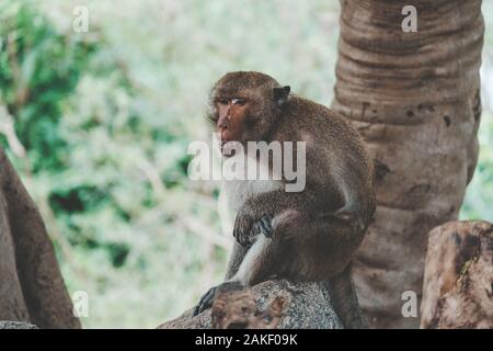 Monkey (Long-tailed macaque, Krabben - essen Makaken, Macaca fascicularis) sitzt unter einem Baum im Khao Takiap Tempel, Prachuap Khiri Khan, Thailand. Stockfoto