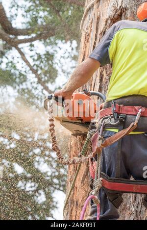 Ein Baumwimper mit Ausrüstung um die Taille, trägt hochvisige PSA und sägt einen großen Schwarzbutt-Eukalyptusbaum in Sydney, Australien Stockfoto