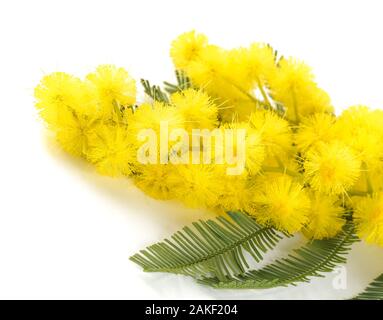 Mimosa (Silber-Akazie) Zweig isoliert auf weißem Hintergrund. Stockfoto