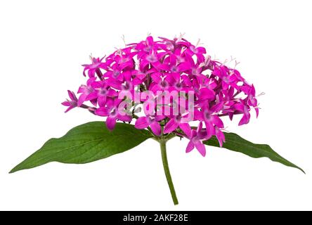 Pentas Blumen auf weißem Hintergrund Stockfoto