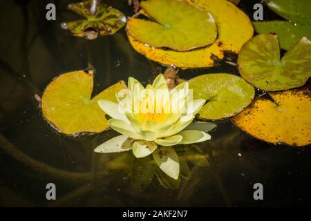 Lotus Flower white water lily von vielen Blütenblätter Stockfoto