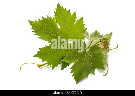 Weinstock schießen auf weißem Hintergrund Stockfoto