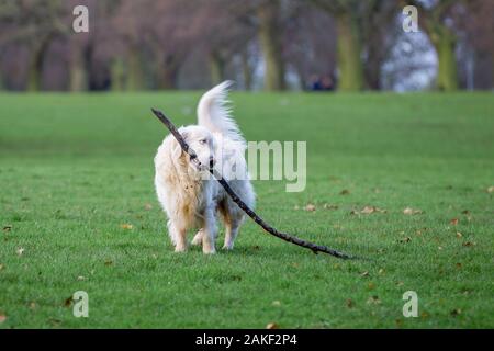 Northampton, UK, Wetter, 9. Januar 2020, mit einem Goldenen Retiever carrieing ein großer Stick auf seinem morgendlichen Spaziergang in Abington Park heute Morgen. Credit: Keith J Smith./Alamy leben Nachrichten Stockfoto