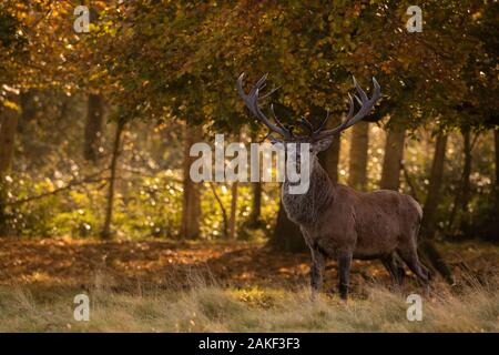 Große Rotwild, die in einem Wald bei Sonnenaufgang stehen, Tatton Park, Cheshire, Großbritannien Stockfoto