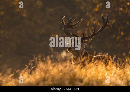 Rotwild im langen Gras mit Atem im Sonnenlicht, Tatton Park, Cheshire UK Stockfoto