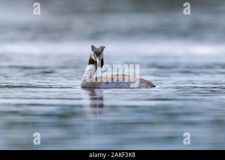 Ein haubentaucher (Podiceps cristatus) schwimmen auf der Wasseroberfläche Stockfoto