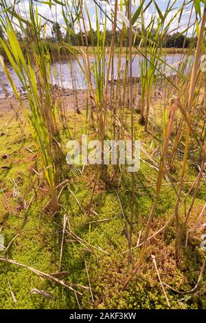 Reed Pflanzen in ein kleines Stück Sumpfland Stockfoto