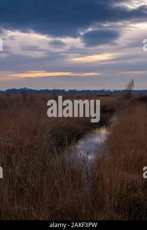 Bog in der Abenddämmerung, Whixall Moss, Shropshire, Großbritannien Stockfoto