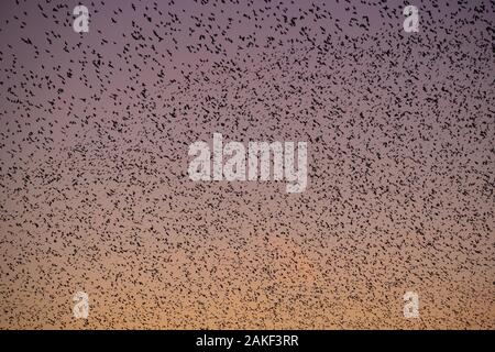 Starling murmuration bei Sonnenuntergang an Whixall in North Shropshire Stockfoto