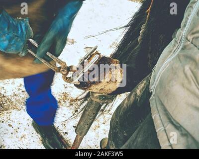 Detail das veraltete Pferd Schuhe aus dobbin Beine. Blackshmith especial verwenden Werkzeuge zum Entfernen der abgenutzt Hufeisen. Stockfoto