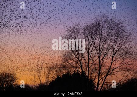 Starling murmuration bei Sonnenuntergang an Whixall in North Shropshire Stockfoto