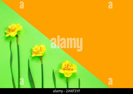 Feder Komposition mit Narzisse Blumen und Blätter auf grünem und gelbem Hintergrund. kopieren. Kreative minimal Urlaub Konzept. Flach. Spr Stockfoto