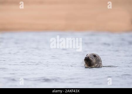 Grau Dichtung anheben den Kopf über dem Wasser, Newburgh, Aberdeenshire, Schottland, Großbritannien Stockfoto