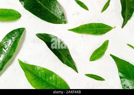 Grüne Blätter Muster auf Weiß. Citrus Blatt mit Wassertropfen auf einem weißen Hintergrund. Ansicht von oben Stockfoto